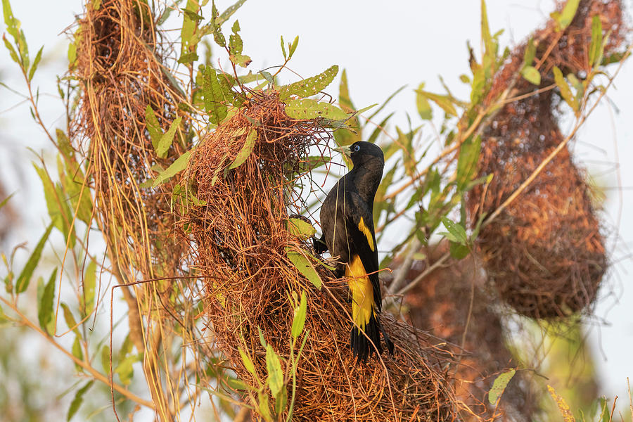 Wildlife Photograph - Yellow-rumped Cacique At Nest, Pantanal, Mato Grosso #1 by Sylvain Cordier / Naturepl.com
