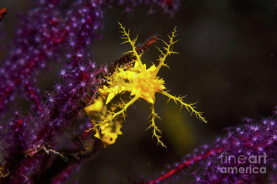 Yellow Sea Cucumber #1 Photograph by Georgette Douwma/science Photo Library