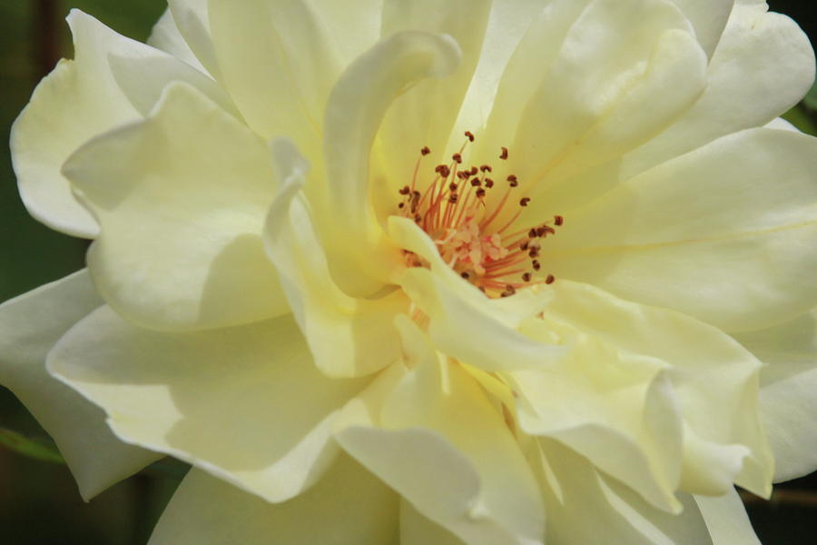 Rose Photograph - Yellow Submarine 9 #1 by Cathy Lindsey