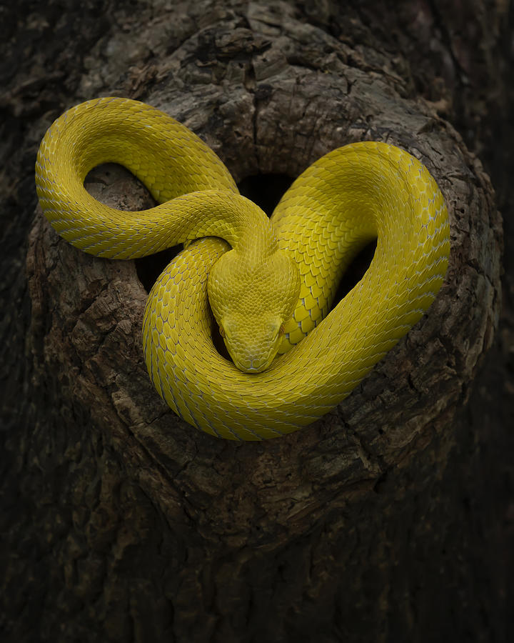 Nature Photograph - Yellow #1 by Tantoyensen