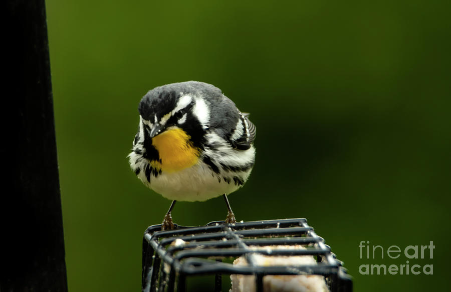 Yellow Throated Warbler  #1 Photograph by Sandra Js