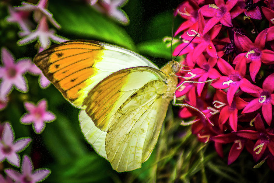 Yellow Tip Butterfly #1 Photograph by Donald Pash