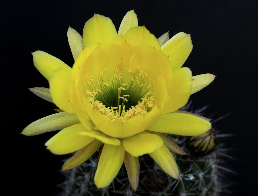 Yellow Torch Cactus  #2 Photograph by Saija Lehtonen