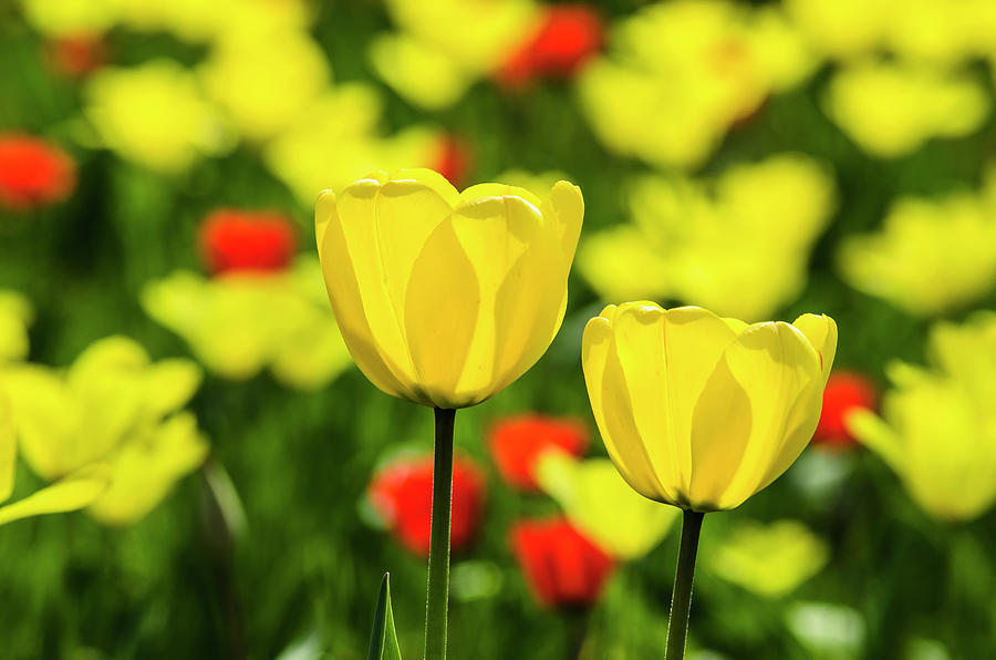Yellow Tulips #1 Photograph by Ingo Jezierski