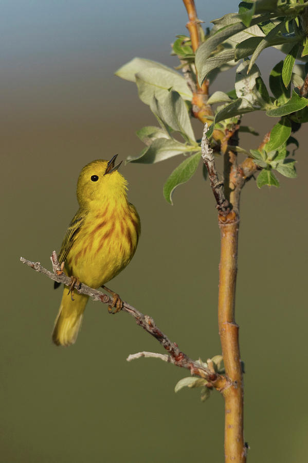 Warbler Photograph - Yellow Warbler Singing #1 by Ken Archer