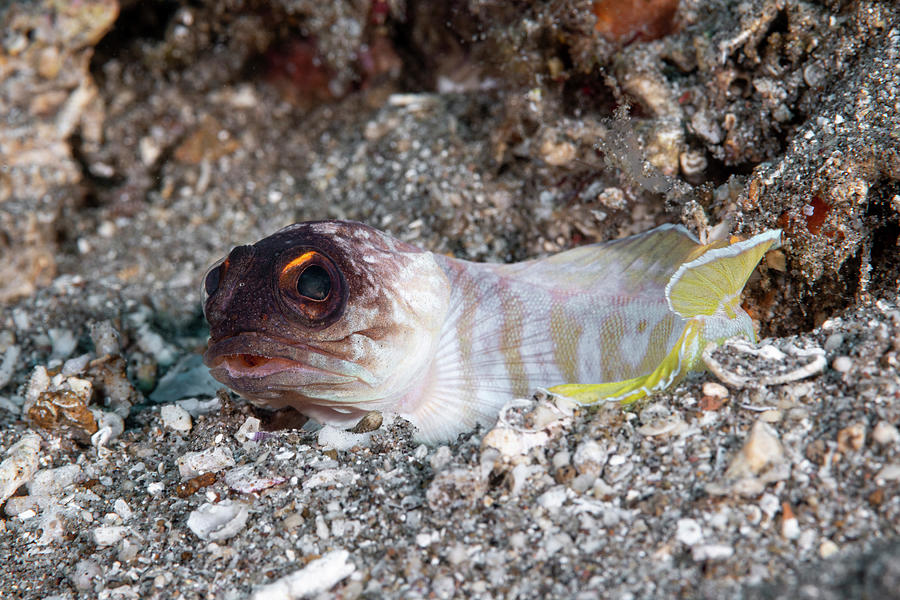Yellowbarred Jawfish #1 Photograph by Andrew Martinez