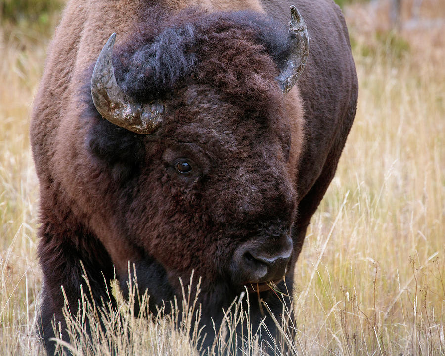 Yellowstone Bison #1 Photograph by Catherine Avilez