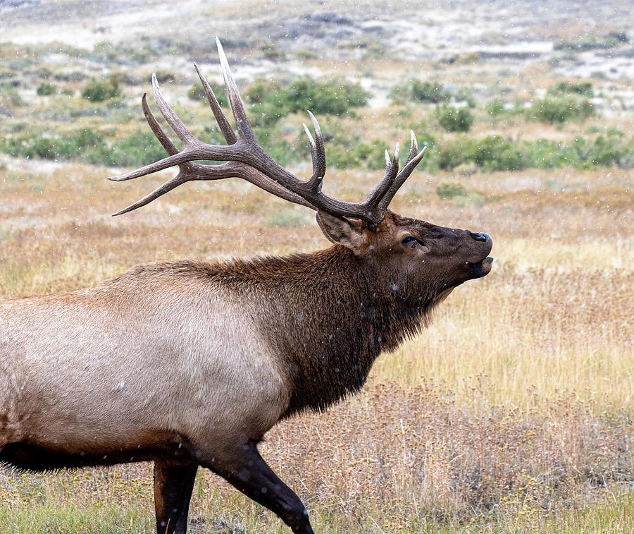 Yellowstone Gardiner Elk #1 Photograph by Sue Zeigler - Pixels