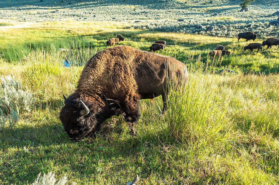 Yellowstone National Park Bison grazing in lamar valley #1 Photograph by Alex Grichenko