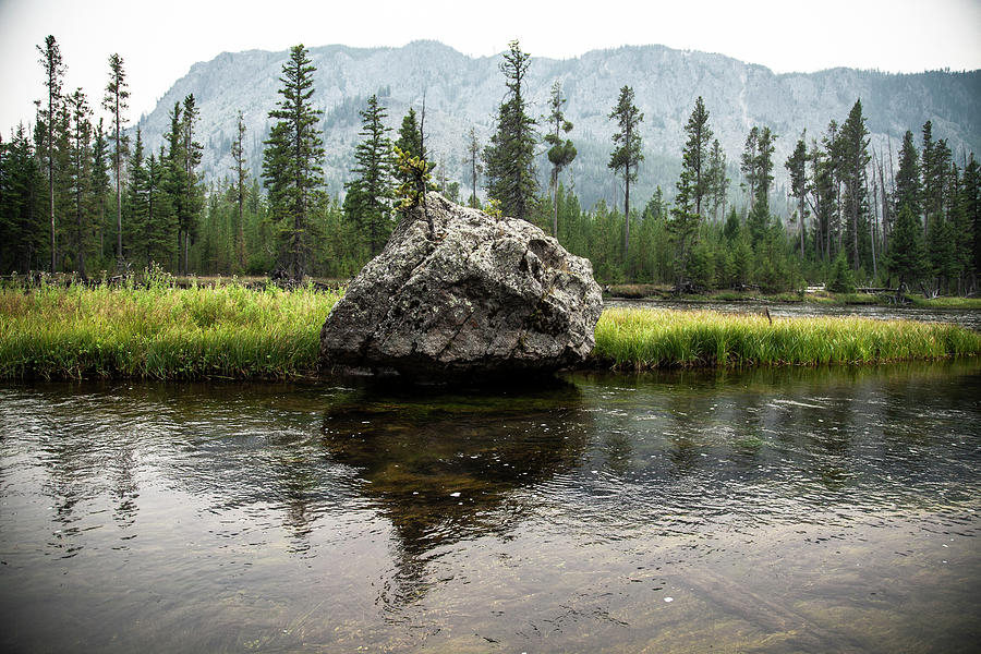 Yellowstone National Park Rock With Growing Tree Photograph by Cavan