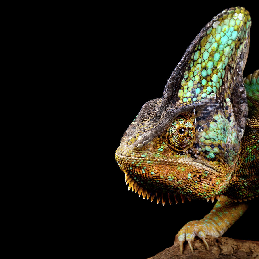 Yemen Chameleon #1 Photograph by Markbridger