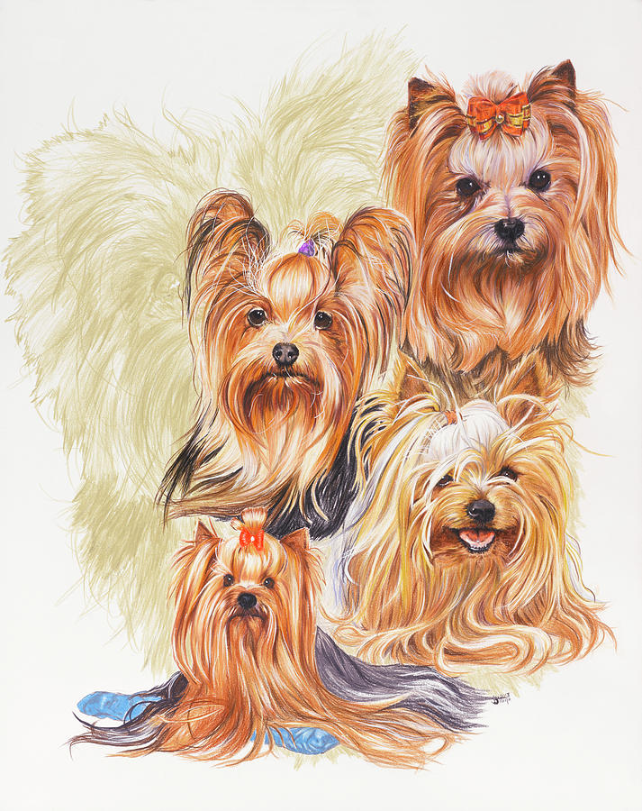Dog Painting - Yorkshire Terrier #1 by Barbara Keith