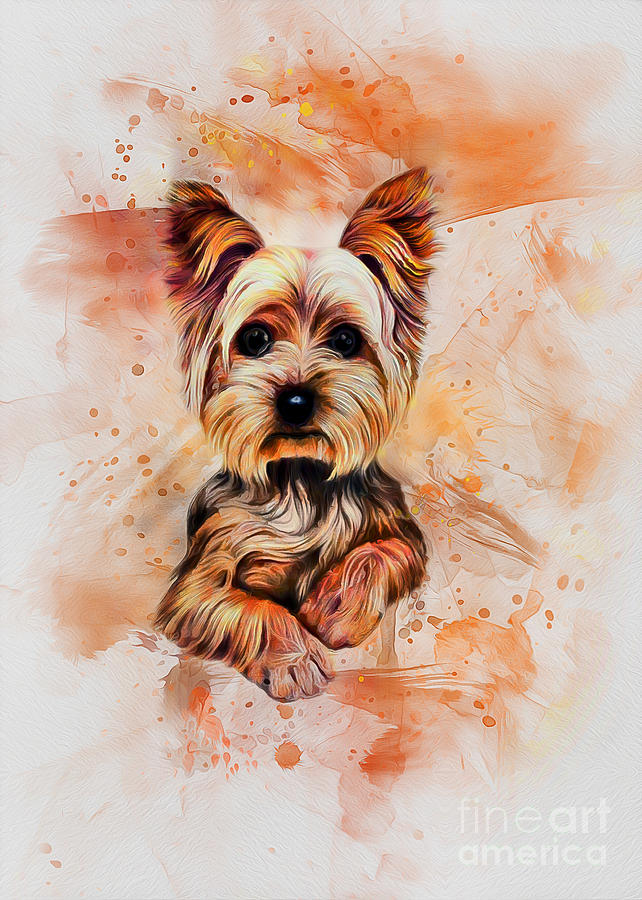 Yorkshire Terrier by Ian Mitchell Yorkshire Terrier by Ian Mitchell