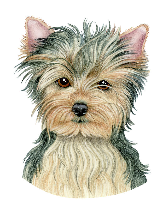 Animal Mixed Media - Yorkshire Terrier #1 by Tomoyo Pitcher