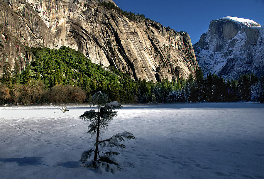 Yosemite National Park #1 Photograph by Mitch Diamond