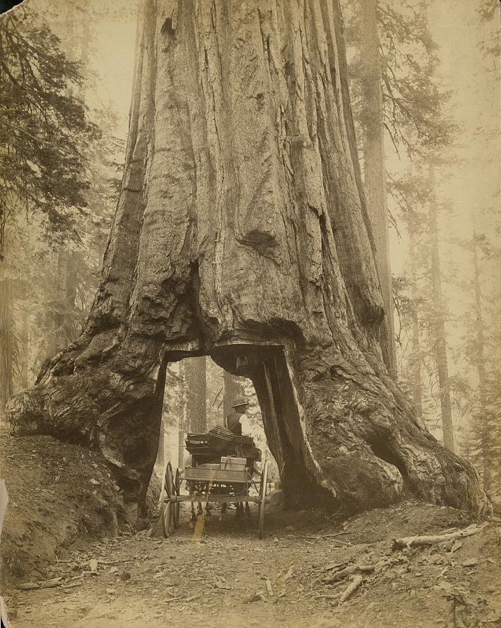 Yosemite Sequoia Photograph by Carleton E. Watkins
