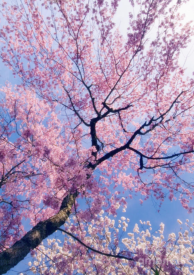 Yoshino Cherry (prunus X Yedoensis) Photograph by Maria Mosolova ...