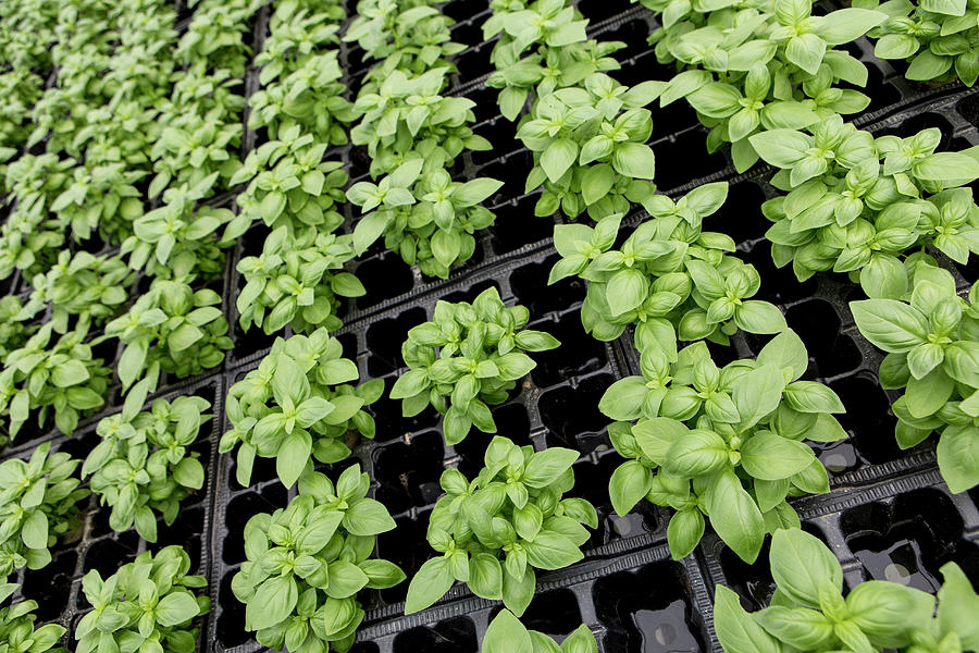 Young Basil Plants In A Green House #1 Photograph by Jennifer Braun