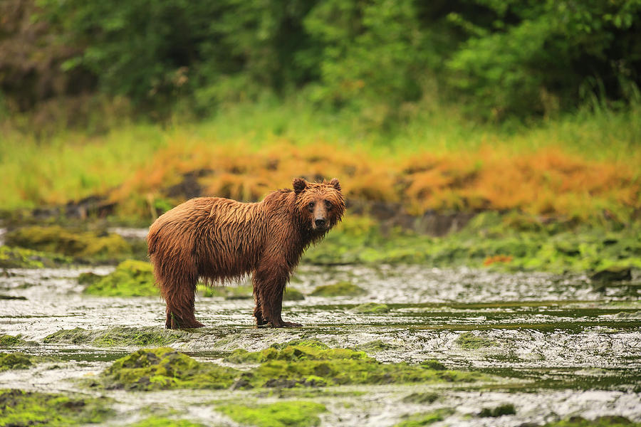 Wildlife Photograph - Young Brown Bear Fishing For Spawning #1 by Stuart Westmorland