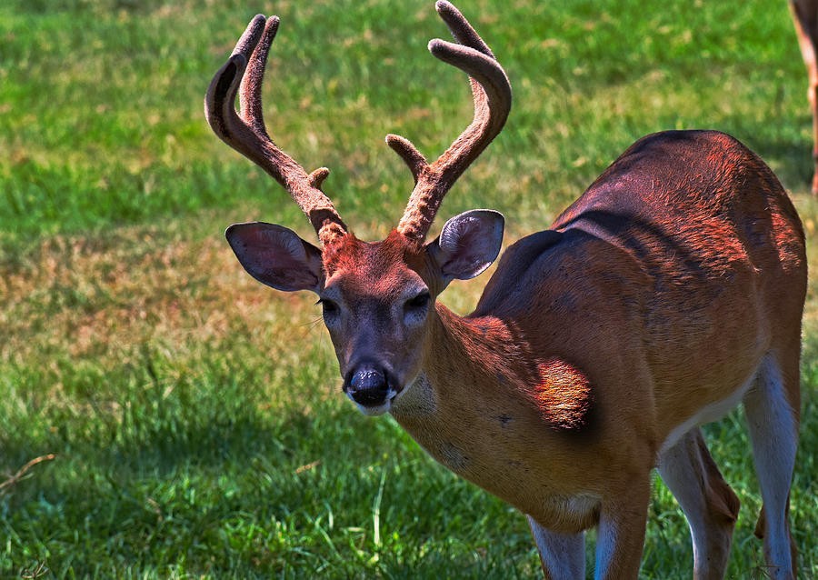 young Buck Photograph