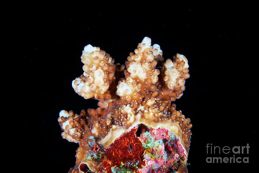 Young Coral Growing Over Old Coral Photograph by Alexander Semenov ...