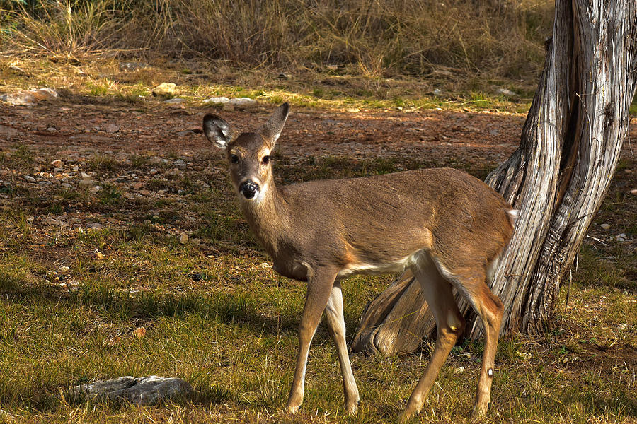 Deer Photograph - Young doe #2 by Robert Brown