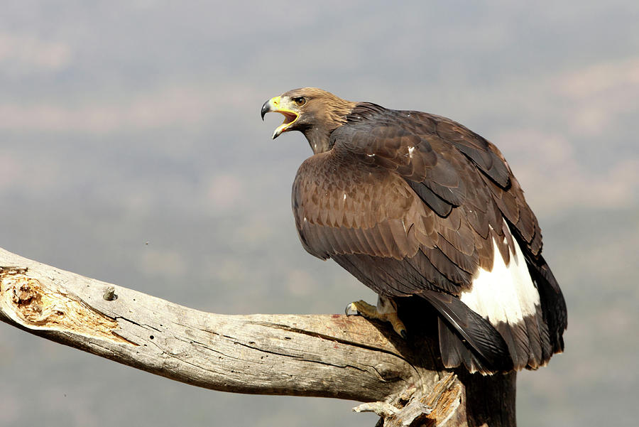 Wildlife Photograph - Young Female Of Golden Eagle, Aquila Chrysaetos #1 by Cavan Images