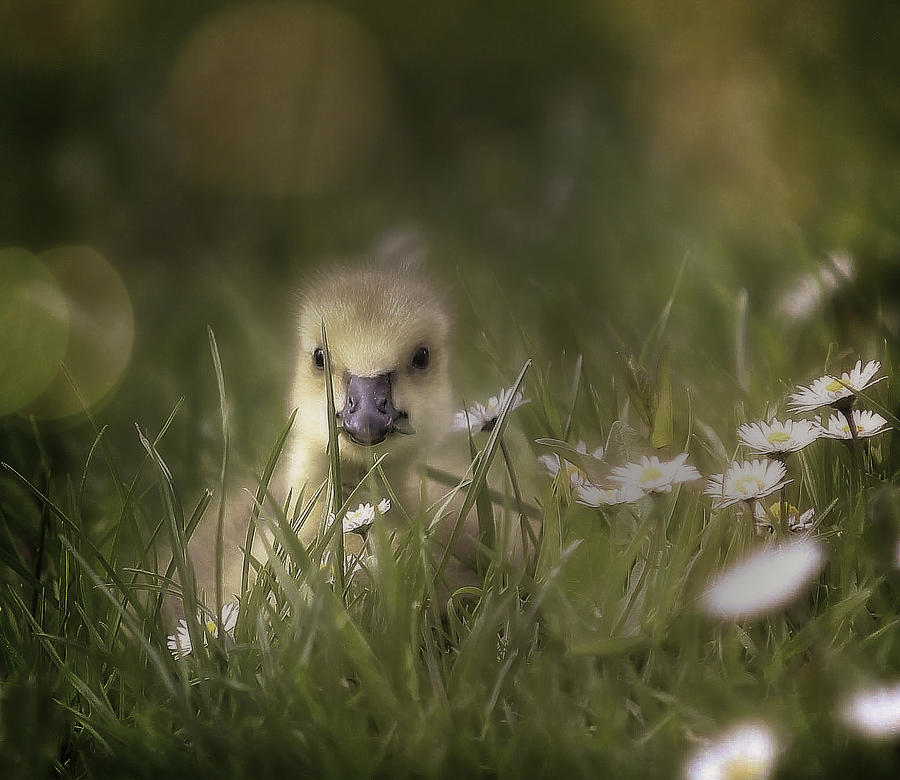 Young Goose #1 Photograph by Anna Cseresnjes