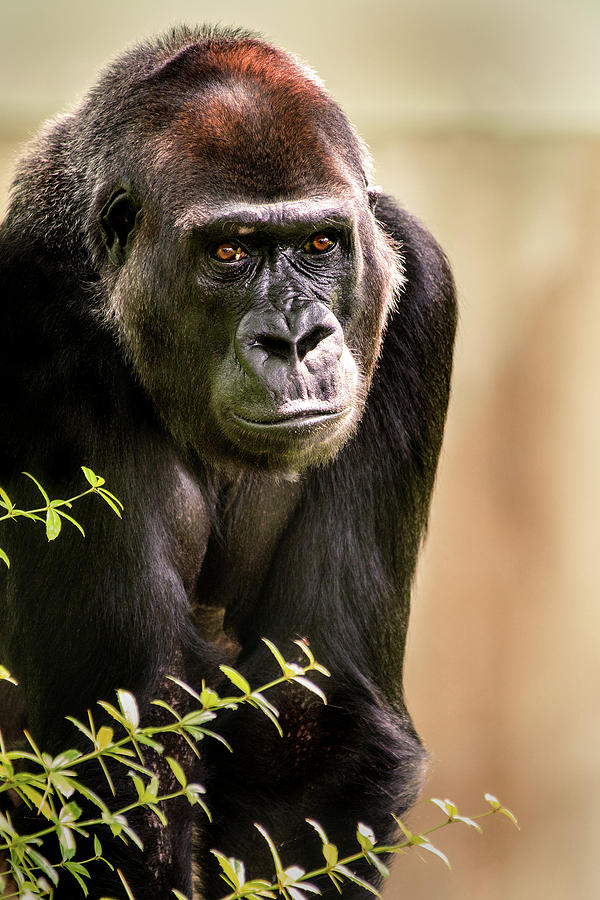 Young Gorilla #1 Photograph by Don Johnson