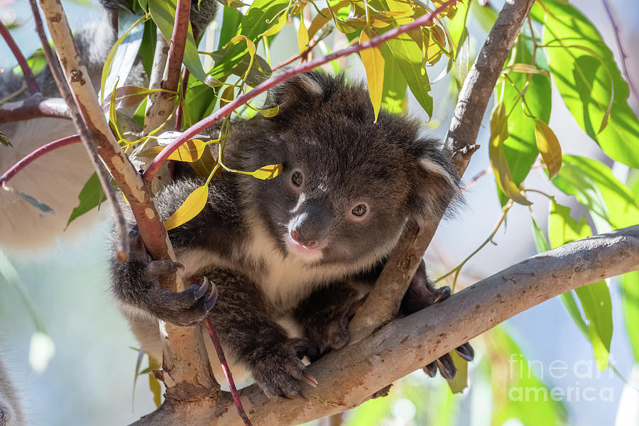 Young Koala #1 Photograph by Science Photo Library Young Koala #1 Photograph by Science Photo Library