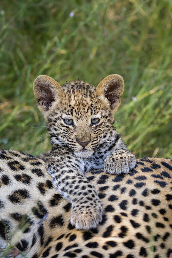 Young Leopard Cub Atop Mother Photograph by Suzi Eszterhas