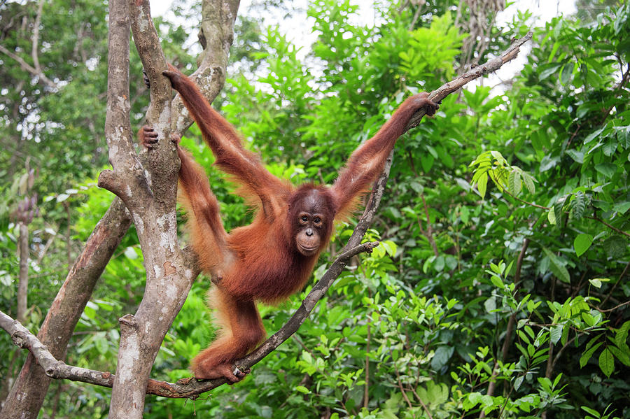 Young Orangutan In Tree #1 Photograph by Suzi Eszterhas