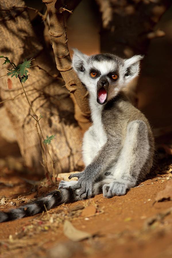 Young Ring Tailed Lemur Lemur Catta Photograph By Nick Garbutt Fine Art America 