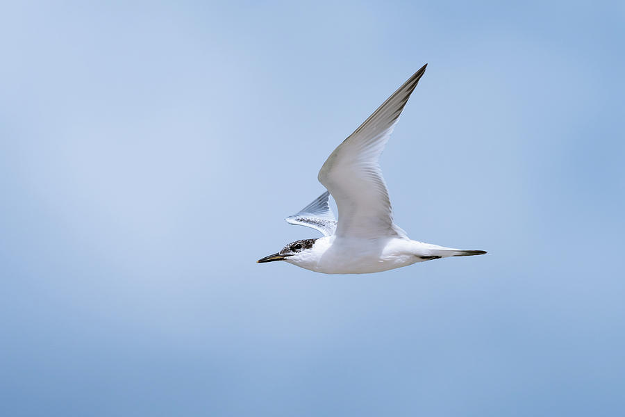 Young sandwich tern in flight blue sky Photograph by Stefan Rotter