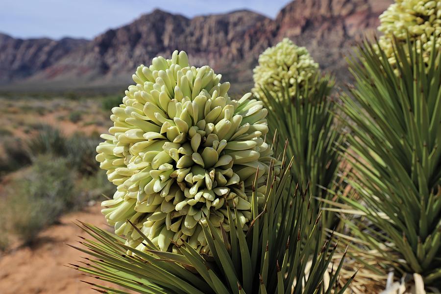 Yucca Brevifolia by Sagittarius Viking Yucca Brevifolia by Sagittarius Viking