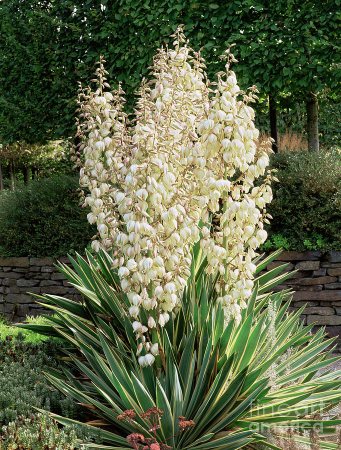 Yucca Gloriosa 'variegata' Photograph by Geoff Kidd/science Photo ...