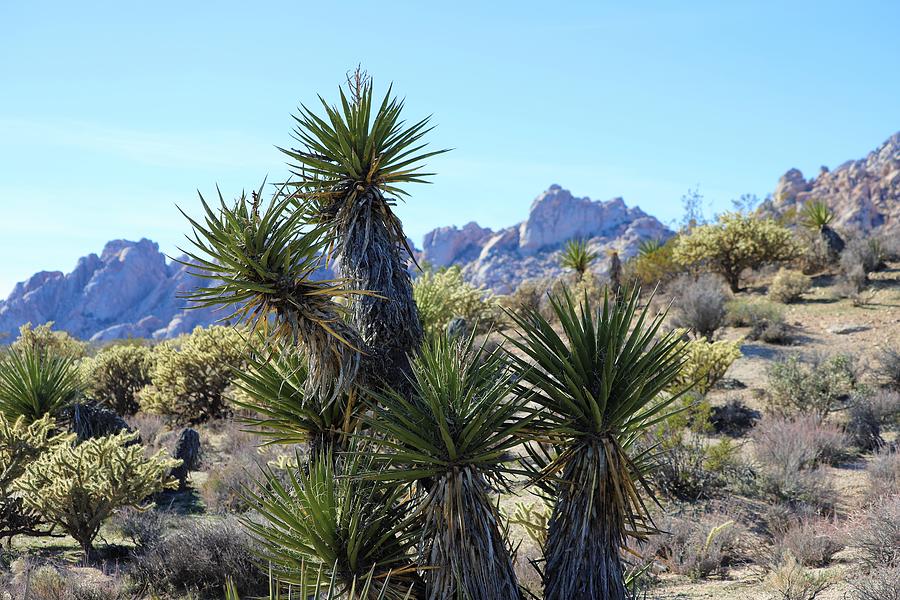 Yucca #1 Photograph by Maria Jansson