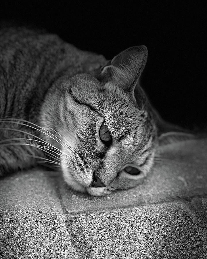 Yuki Cat Bw Portrait Photograph