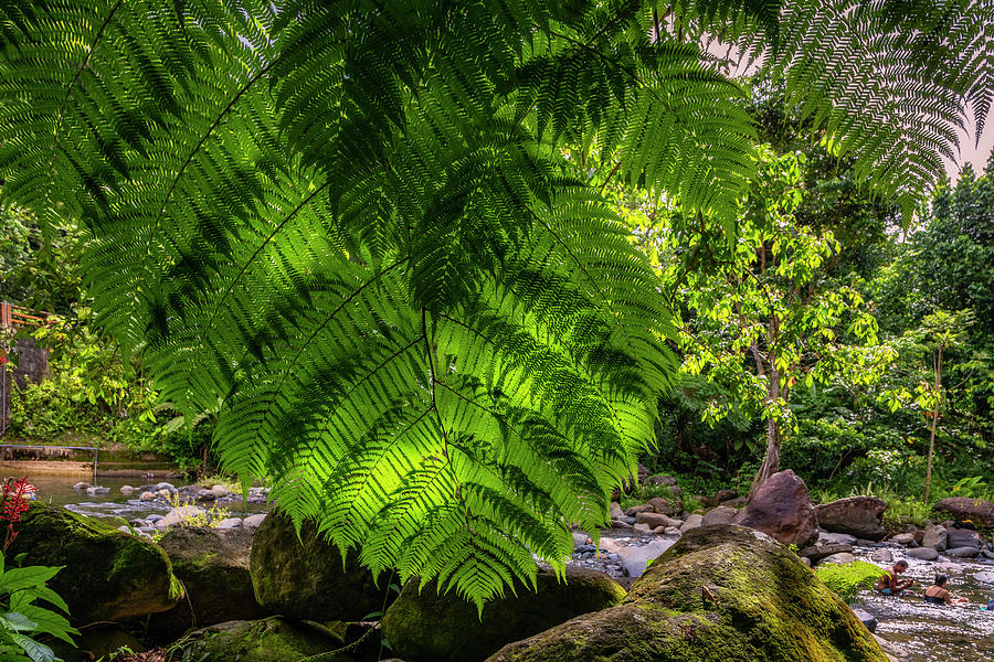 Yunque, Natl Forest, Puerto Rico #1 Digital Art by Claudia Uripos