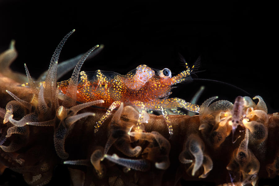 Zanzibar Whip Coral Shrimp #1 Photograph by Barathieu Gabriel