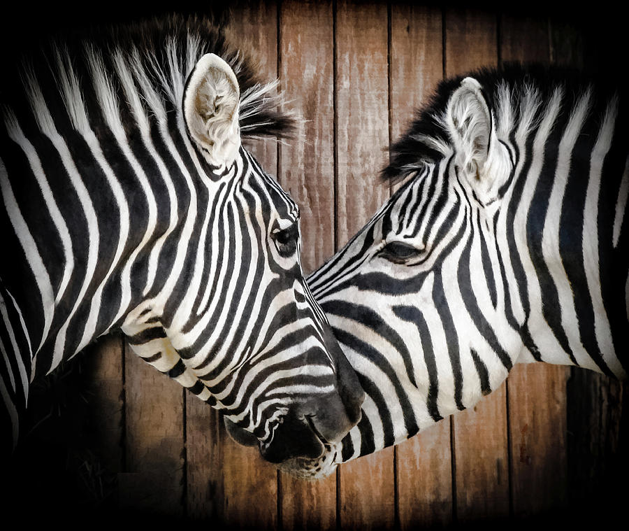Zebra Affection #1 Photograph by Athena Mckinzie