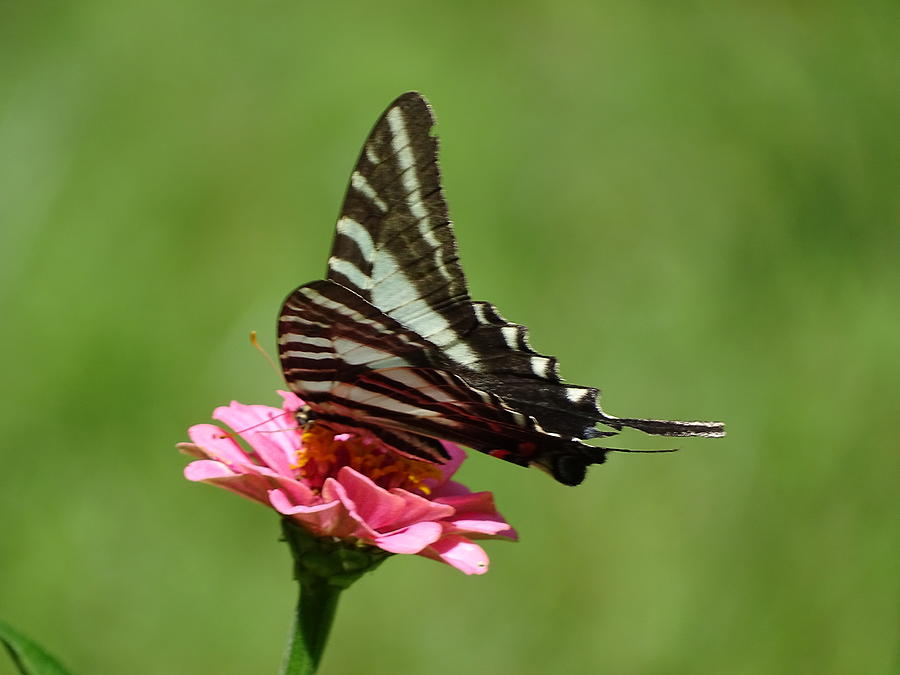 Zebra Butterfly Photograph by Mary Halpin