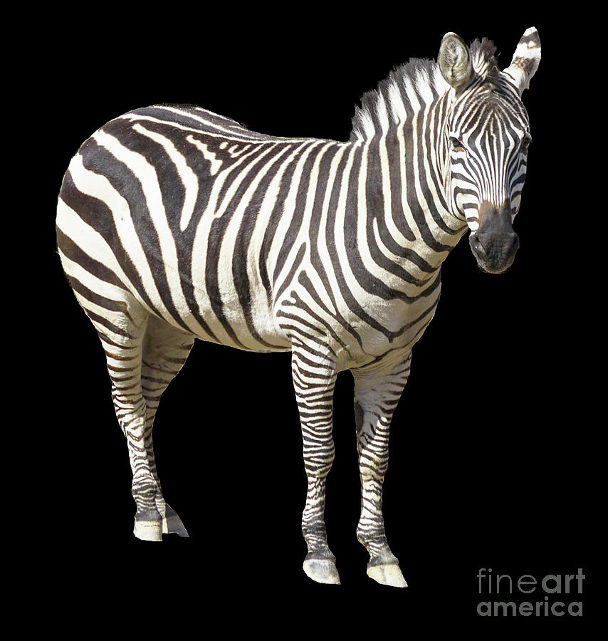 Zebra #2 Photograph by Cathy Donohoue