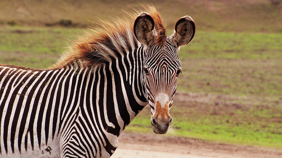 Zebra foal by Eye to Eye Xperience Zebra foal by Eye to Eye Xperience