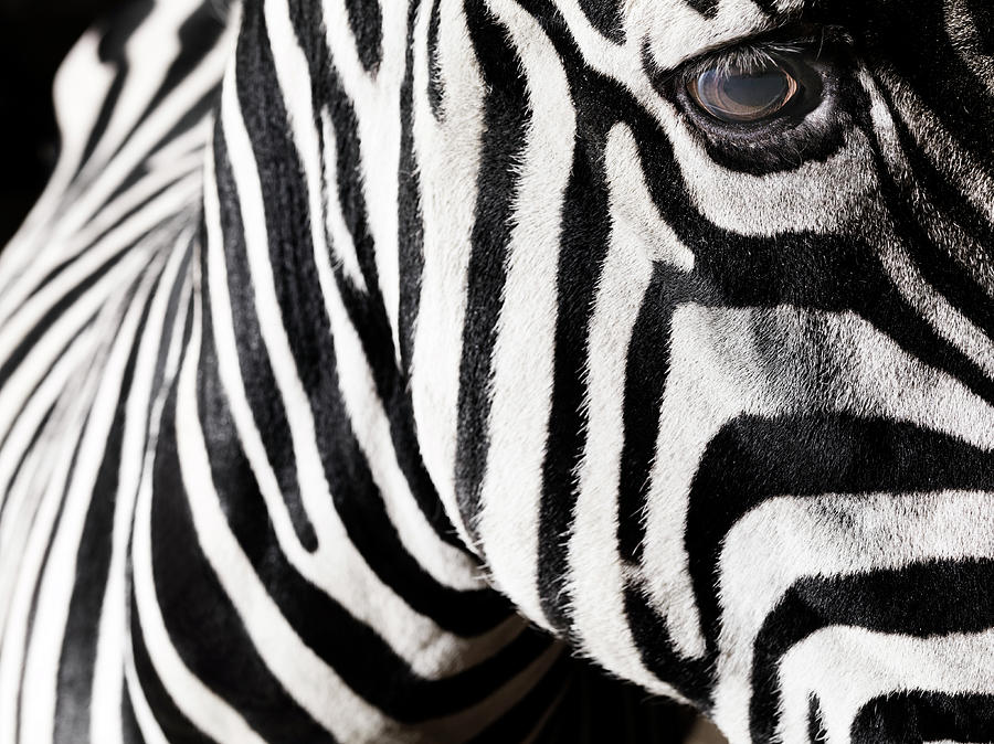 Zebra #1 Photograph by Henrik Sorensen