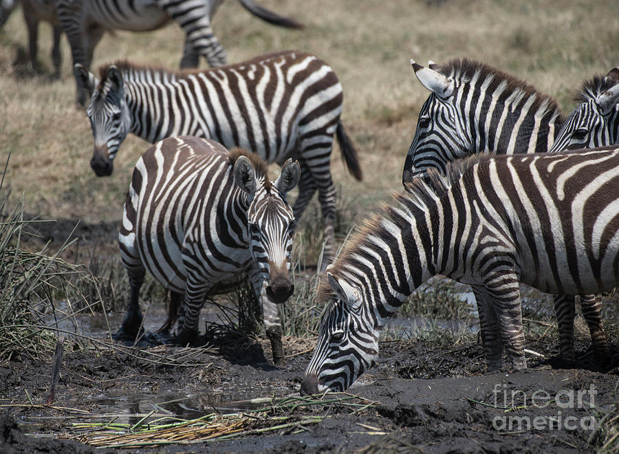 Zebra Herd at mudhole #1 Photograph by Steve Somerville