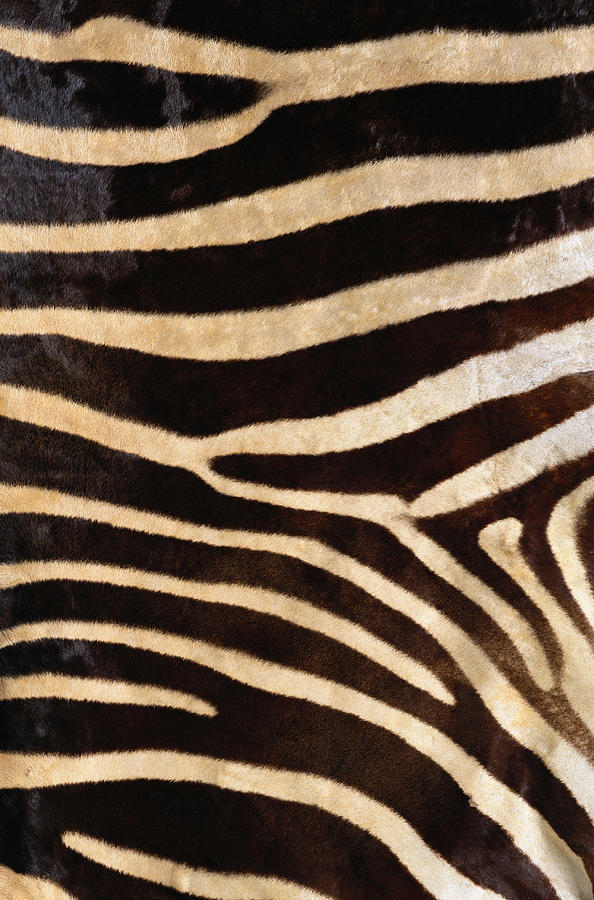 Zebra Hide #1 Photograph by Siede Preis