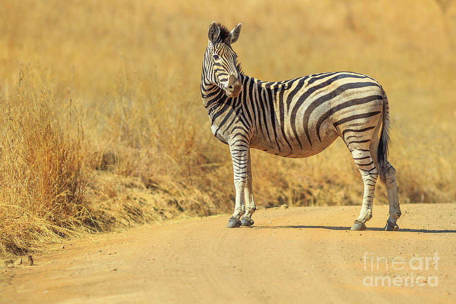 Zebra in Madikwe #1 Photograph by Benny Marty