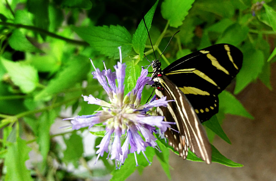 Zebra Longwing Butterfly  #1 Photograph by Ally White