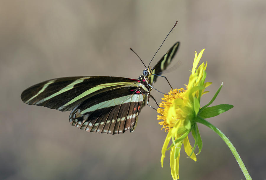 Butterfly Photograph - Zebra Longwing Butterfly Heliconius #1 by Ivan Kuzmin